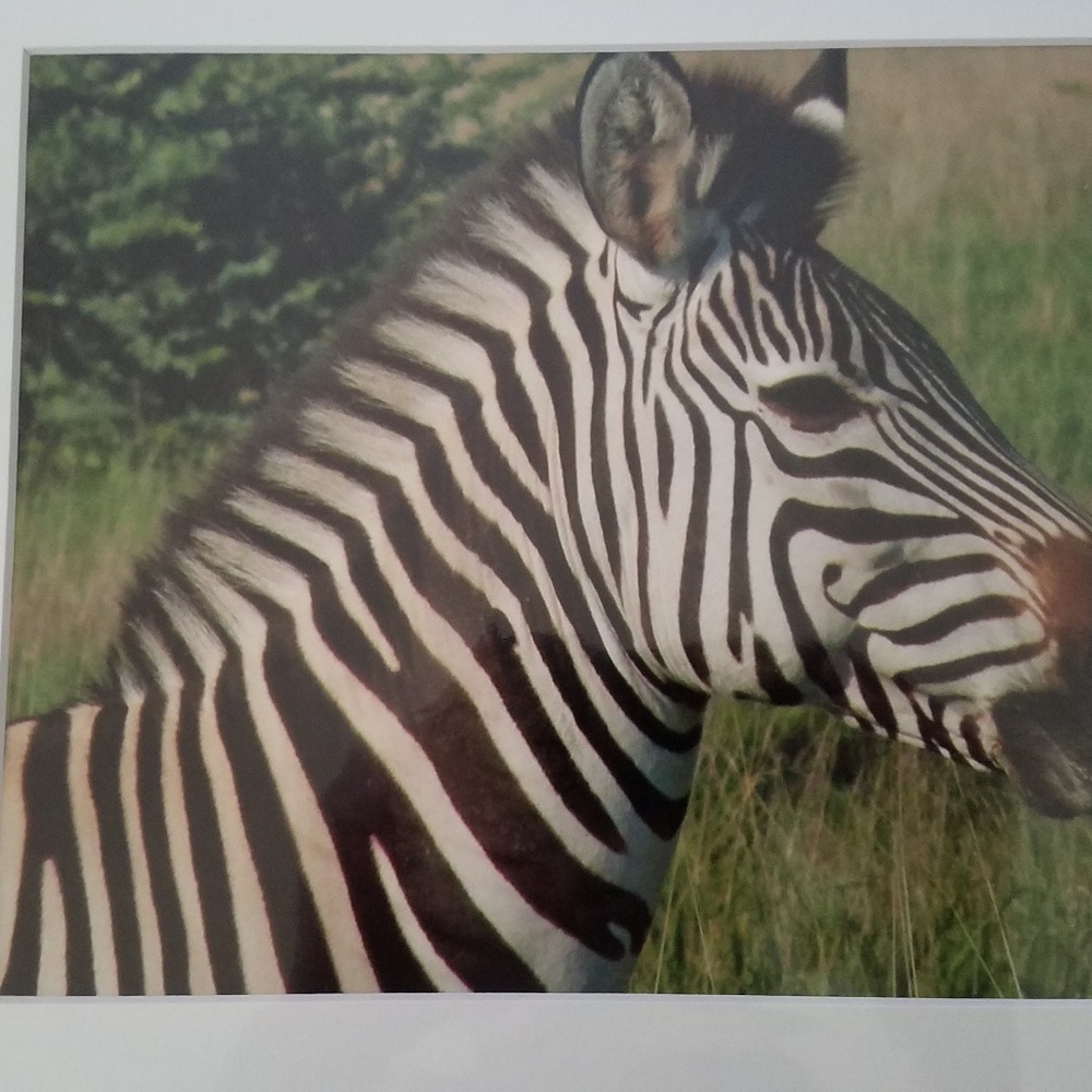 Safari photo zebra